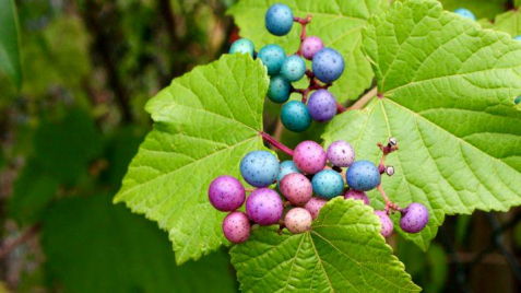 Виноградівник залізистий - оригінальна ліана для Вашого саду.