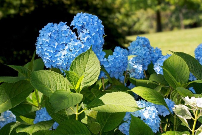 Гортензія - окраса Вашого сада Гортензія - окраса Вашого сада