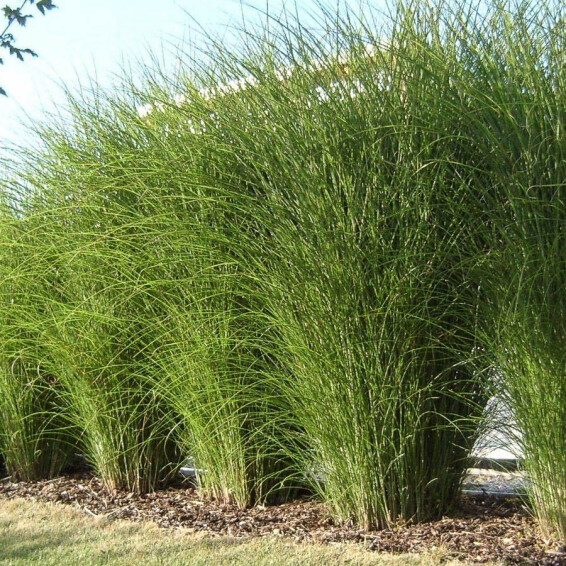 Мискантус китайский 'Gracillimus', C3 - - 7