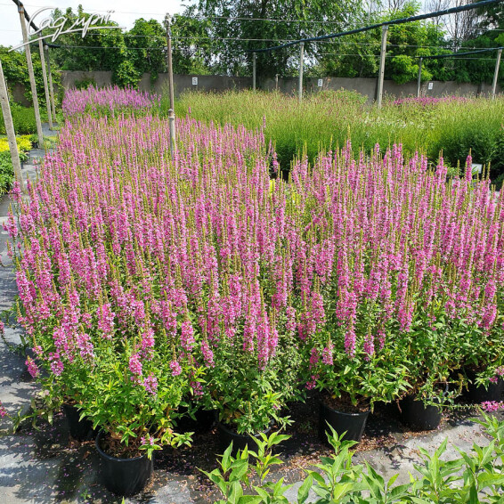 Дербенник прутовидный 'Dropmore Purple' - 5