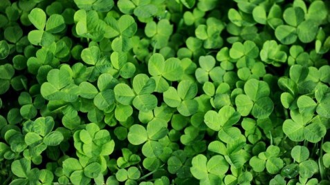 Клевер білий 'Хайфа'