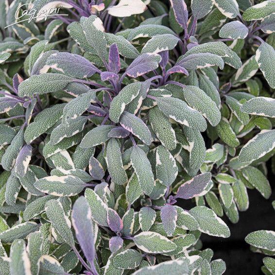 Шавлія лікарська 'Tricolor' - 3