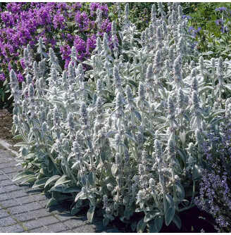 Чистець візантійський ‘Silver Carpet’