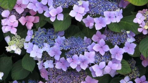 Знайомтесь: неперевершена гортензія “Mariesii Perfecta”