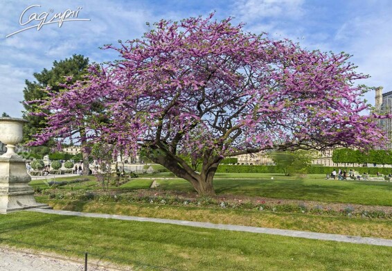 Церцис канадский #3, WRB - 200-250 - - 3