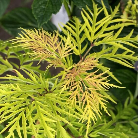 Бузина 'Lemony Lace' #1, С5 - - 1