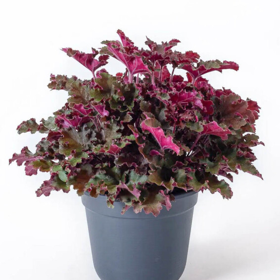 Гейхера 'Rex Red® PBR' - 1