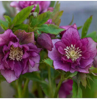 Морозник 'Double Ellen Red' ®