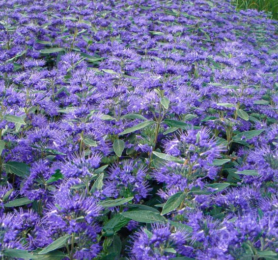 Кариоптерис кландонский 'Kew Blue' #1, C3 - - 3