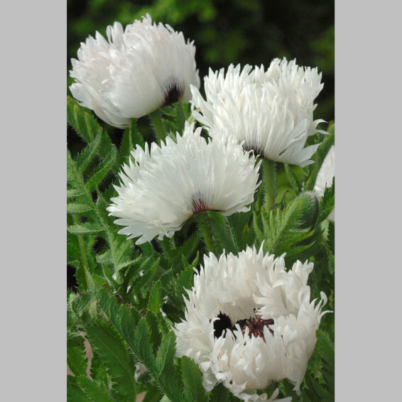 Мак східний 'White Ruffles' - 3
