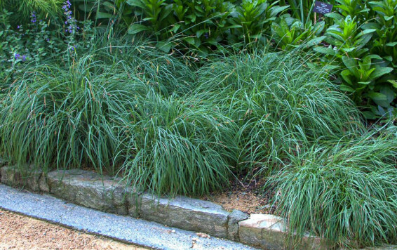 Осока повислая 'Blue Zinger', С1.5 - - 4 Осока повислая 'Blue Zinger', С1.5 - - 4