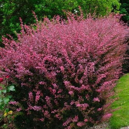 Барбарис Тунберга 'Rose Glow'' - 3