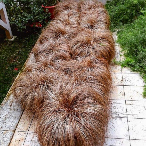 Осока Петрі ‘Milk Chocolate’ - 6