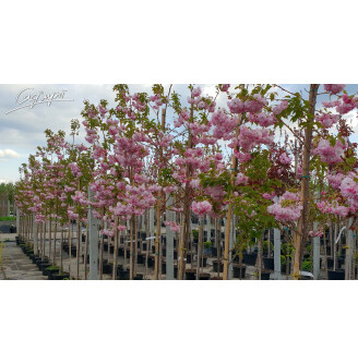Сакура мелкопильчатая 'Pink Perfection'