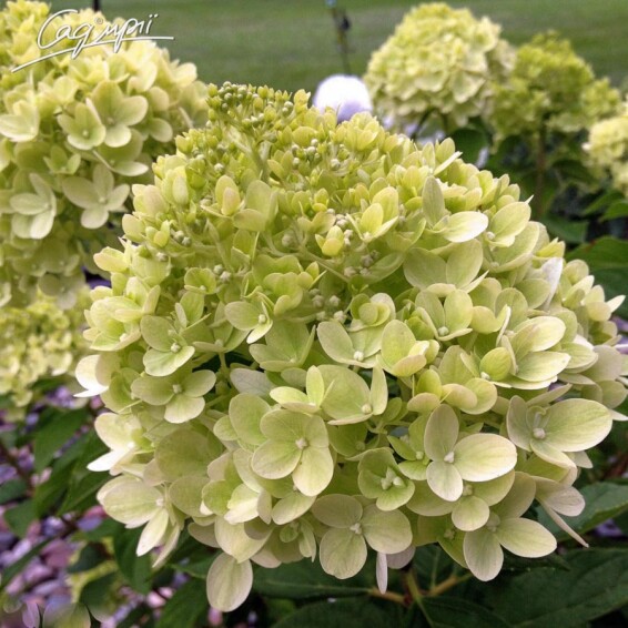 Гортензия метельчатая 'Little Lime' #1, С2 100-125 - 1