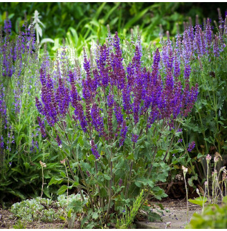 Шавлія лісова Bazuin® ‘Dark Night’