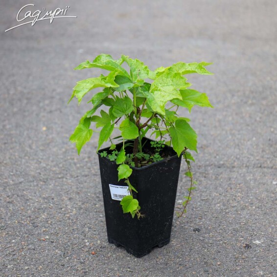 Виноград триостренный 'Veitchii' - 6 Виноград триостренный 'Veitchii' - 6