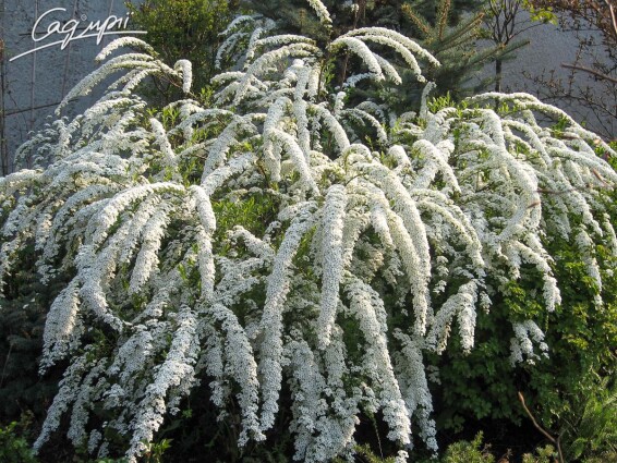 Спирея пепельная 'Grefsheim' #4, C2 30-40 - 1