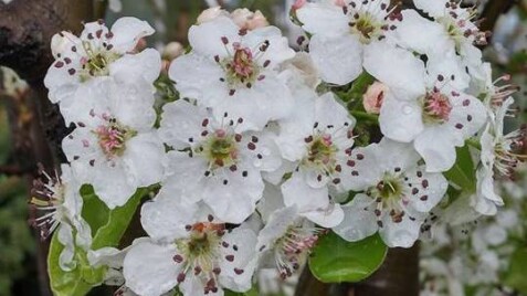 Груша Каллериана Шантеклер (Chanticleer)