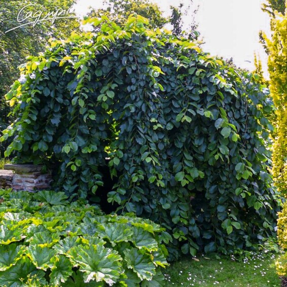 Вяз шершавый 'Pendula' - 2