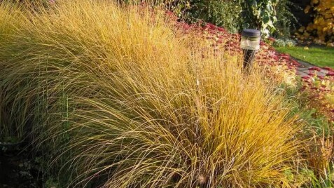 Просо вербовидне: яскраві фарби осені
