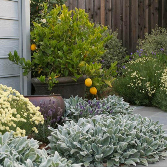 Чистец византийский ‘Silver Carpet’ - 2