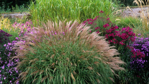 Декоративные травы - средство для придания саду естественного очарования
