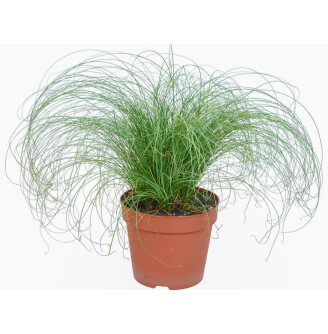 Осока власовидная 'Frosted Curls'