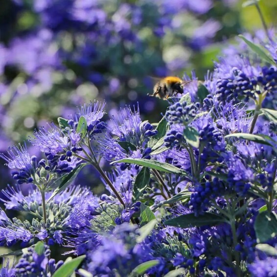 Кариоптерис кландонский 'Kew Blue' #1, C3 - - 2