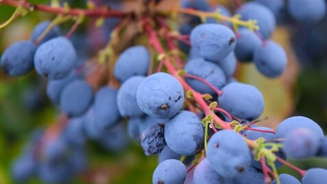 Фарби зимового саду