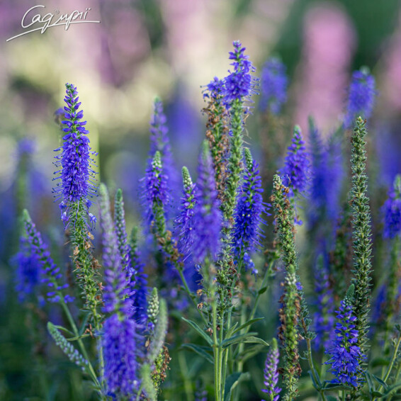 Вероника колосковая 'Younique Baby Blue' ® PBR - 1
