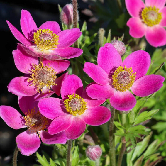 Анемона гібридна 'Spring Beauty Pink®' - 1