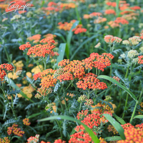 Тысячелистник гибридный 'Walter Funke', C2 - - 1