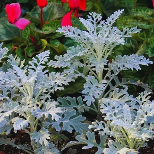 Цинерарія приморська - 1