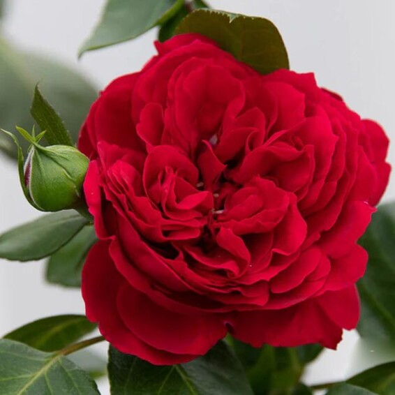 Троянда англійська паркова 'Red Eden' - 6
