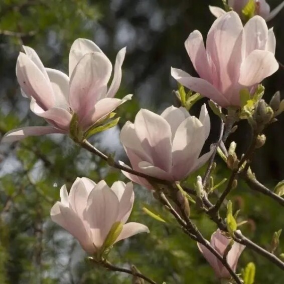 Магнолия Суланжа 'Speciosa' - 3