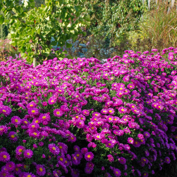 Астра кустарниковая 'Kassel', C2 - - 4 Астра кустарниковая 'Kassel', C2 - - 4