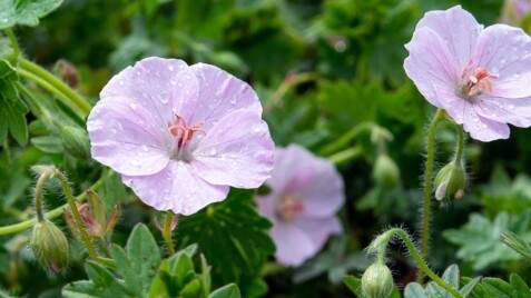 Герань 'Striatum' - чудова багаторічна квітка для Вашого саду