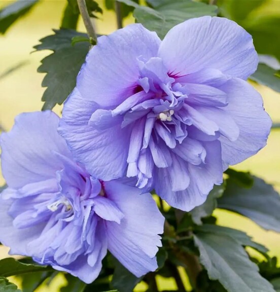 Гибискус сирийский 'Blue Chiffon' - 1