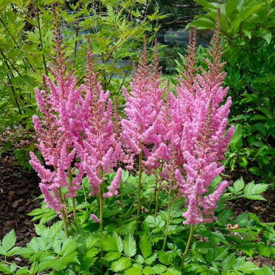 Астильба китайская 'Vision in Pink' ® PBR #1, ГК - - 1