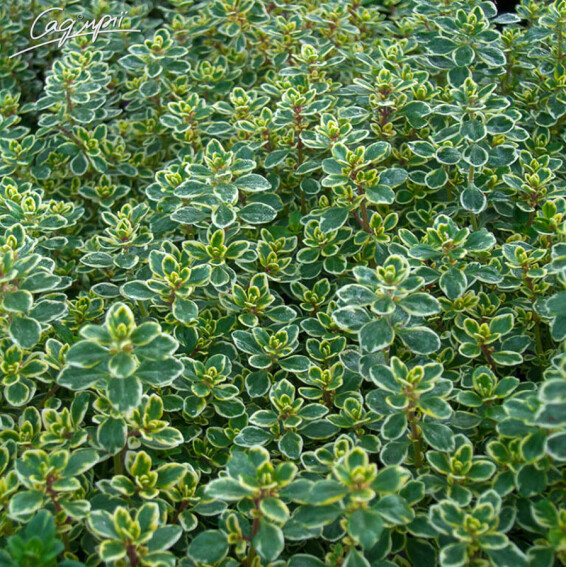 Тимьян 'Variegata' - 2