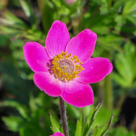 Анемона гібридна 'Spring Beauty Pink®' - 6