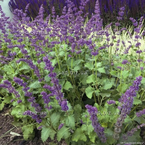 Шавлія кільчаста 'Purple Rain' - 1