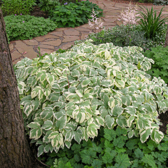 Яглиця звичайна 'Variegata' - 1
