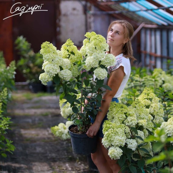 Гортензия метельчатая 'Sundae Fraise' ® - 3