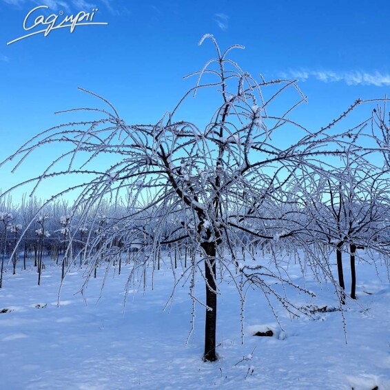 Сакура дрібнозубчаста 'Kiku-shidare' - 3