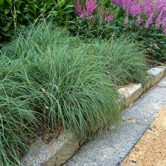 Осока повислая 'Blue Zinger', С1.5 - - 1 Осока повислая 'Blue Zinger', С1.5 - - 1