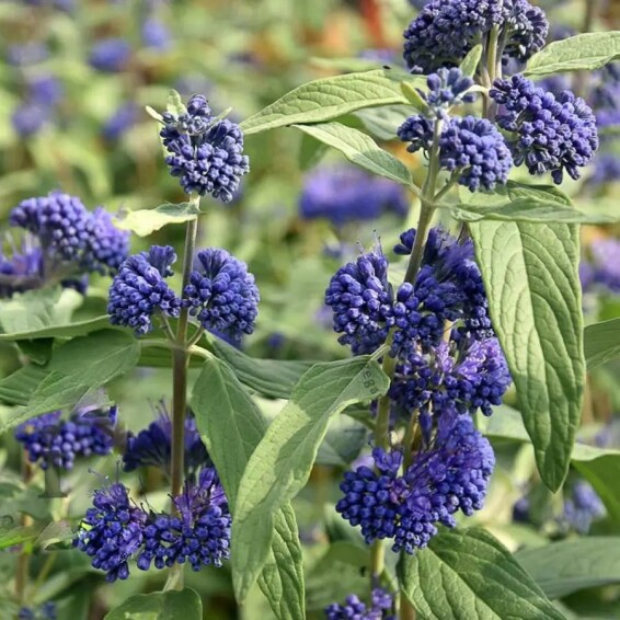 Каріоптерис кландонський 'Kew Blue' - 3