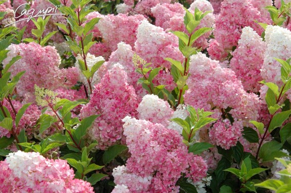 Гортензія волотиста 'Vanille Fraise' ® - 3