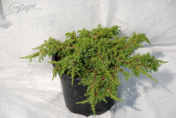 Можжевельник обыкновенный 'Green Carpet' - 2